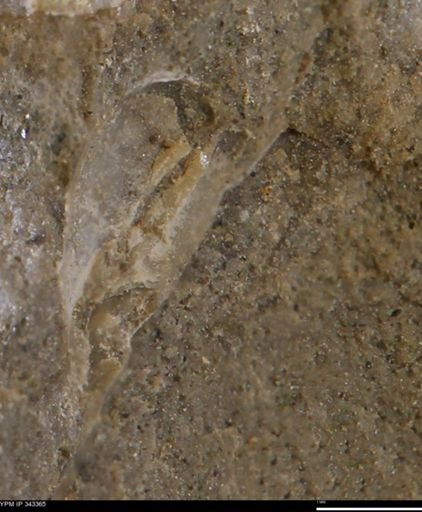 undet. Bivalvia