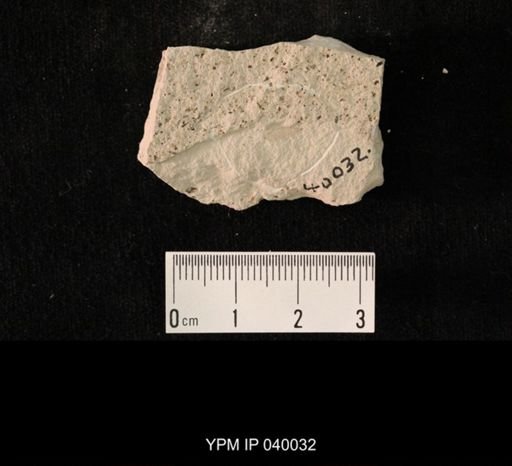 undet. Hexapoda