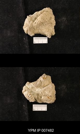 Saccospongia sp.