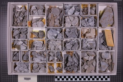 mixed taxa, stratigraphic collection