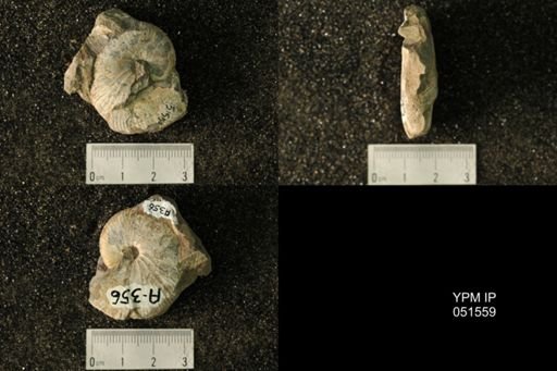 Hoploscaphites nicolletii