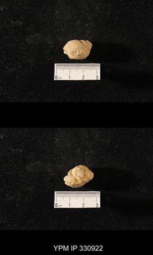 Sphaerodoma paludinaeformis