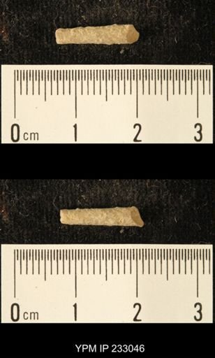 Archaeocidaris sp.