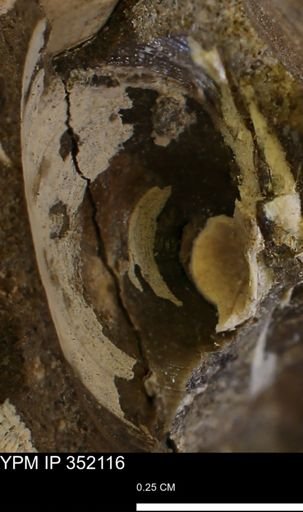Limopsis striatopunctatus