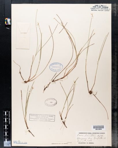 Carex pauciflora