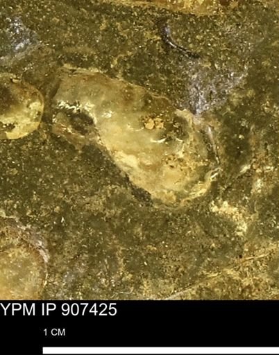 Scaphitidae?