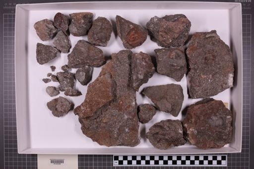 mixed taxa, stratigraphic collection