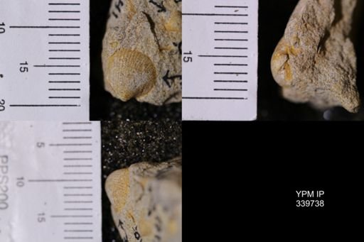 Cardium whitei