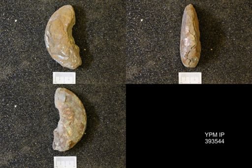 undet. Scaphitidae