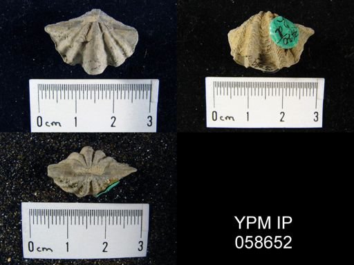 Delthyris perlamellosa
