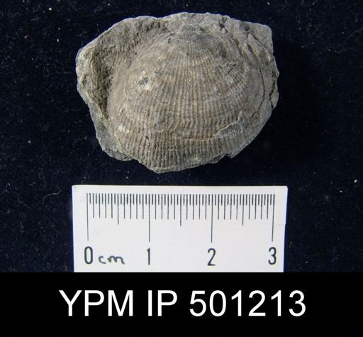 Linoproductus cora