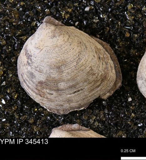 Limopsis striatopunctatus