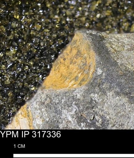 undet. Mollusca