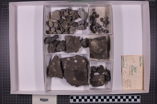 mixed taxa, stratigraphic collection