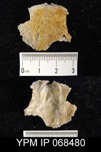 Plaesiomys subquadrata