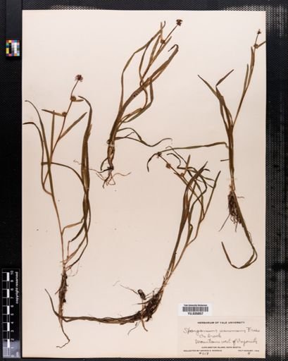 Sparganium minimum