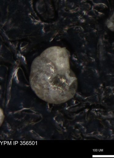 undet. Foraminiferida