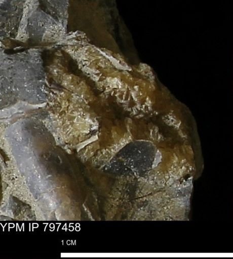 undet. Mollusca