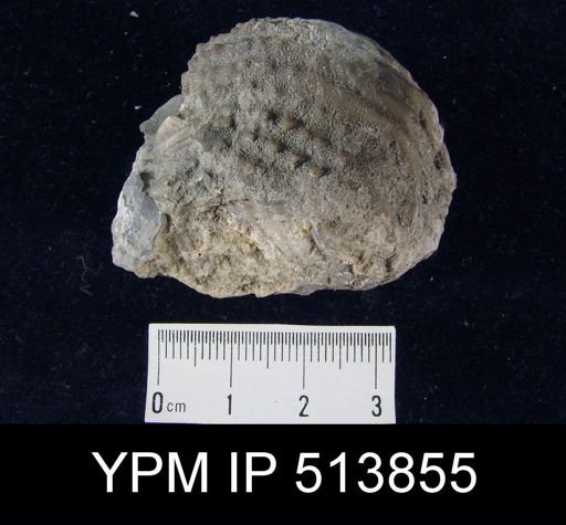 Dermatostroma scabrum