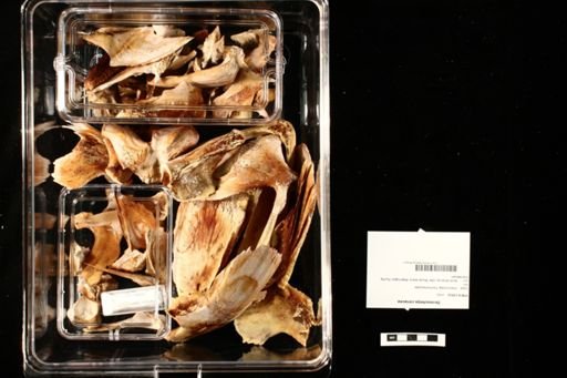 Dermochelys coriacea