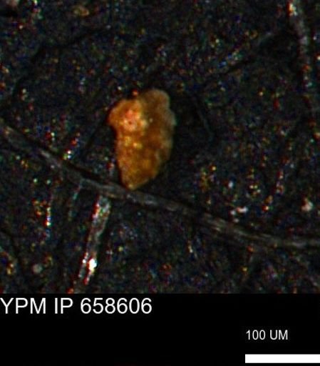 Verneuilina canadensis