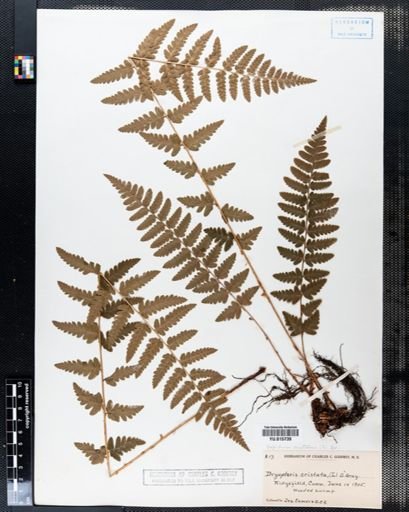 Dryopteris cristata