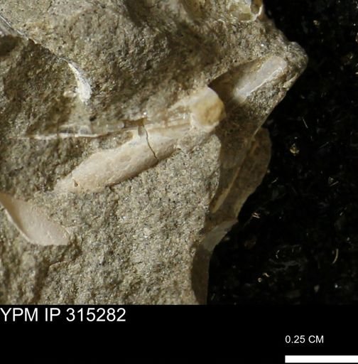 undet. Mollusca