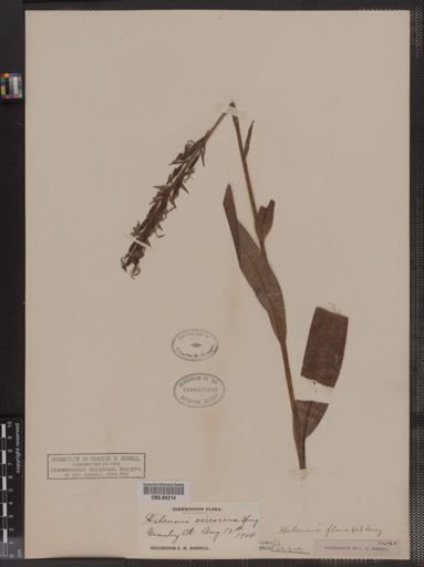 Habenaria virescens
