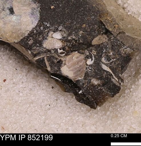 undet. Bivalvia
