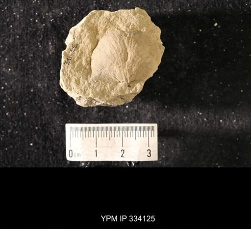 Rafinesquina minnesotensis