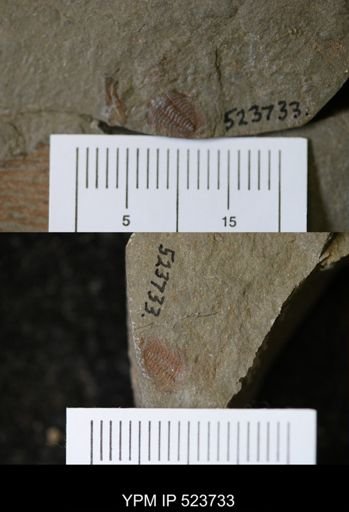 undet. Cheiruridae