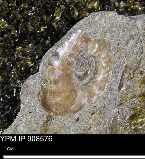 Scaphitidae