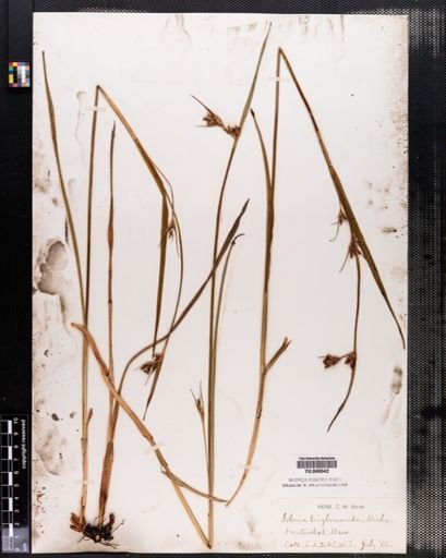 Scleria triglomerata