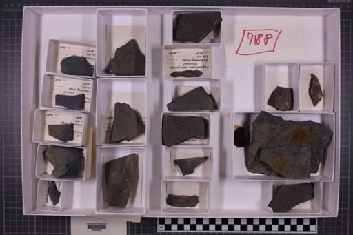 mixed taxa, stratigraphic collection