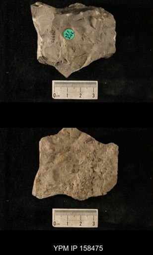 Cyclonema thalia