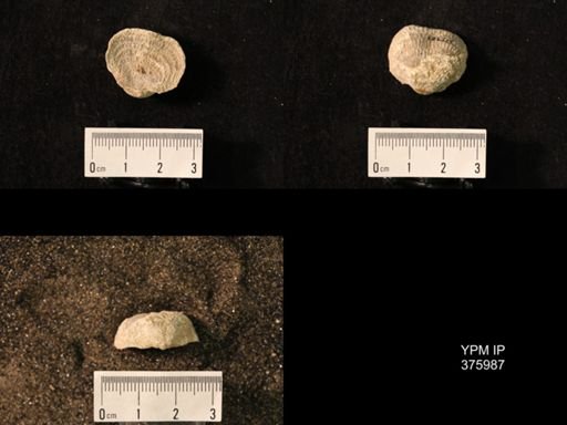 Pustula nebrascensis