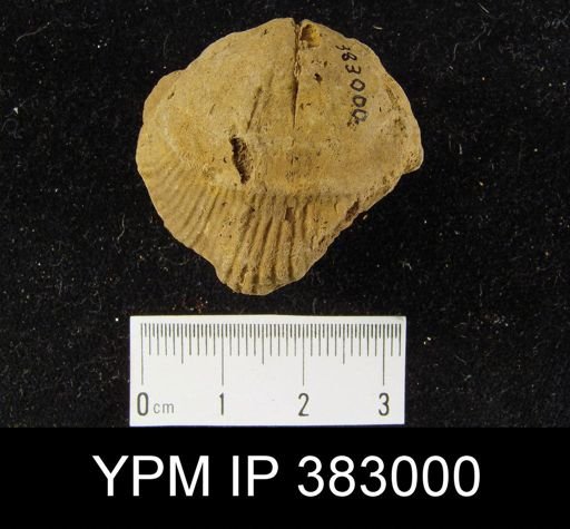 undet. Rhynchonellida