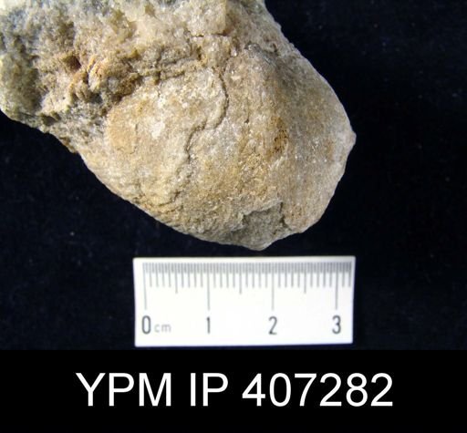 Atrypa reticularis