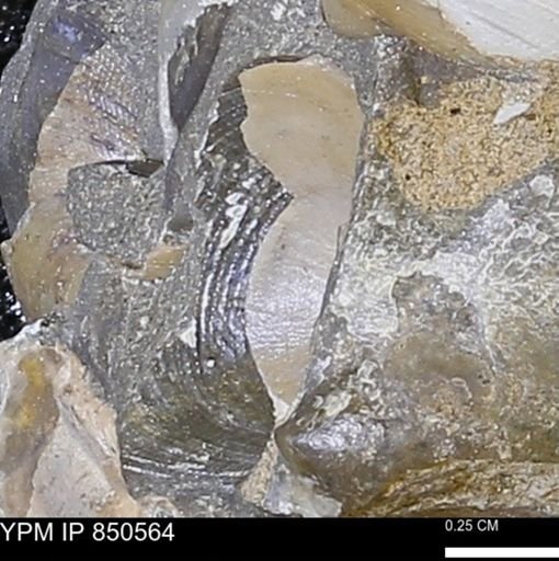 undet. Bivalvia