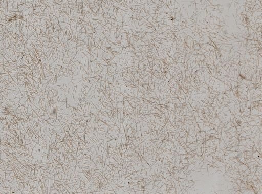 Iotrochota birotulata