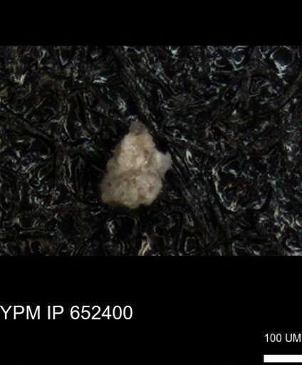 undet. Foraminiferida