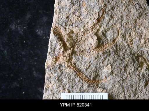 undet. Asterozoa