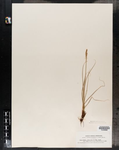 Carex filifolia