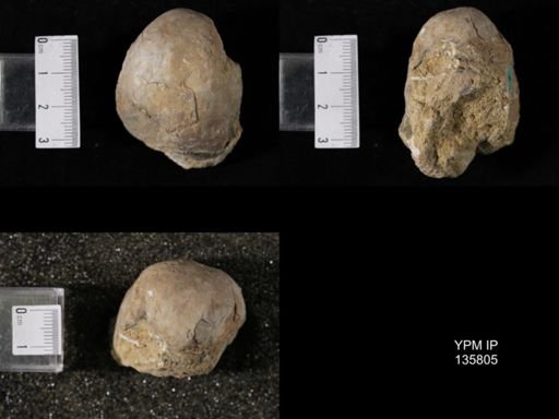 Productus (Linoproductus) lineatus
