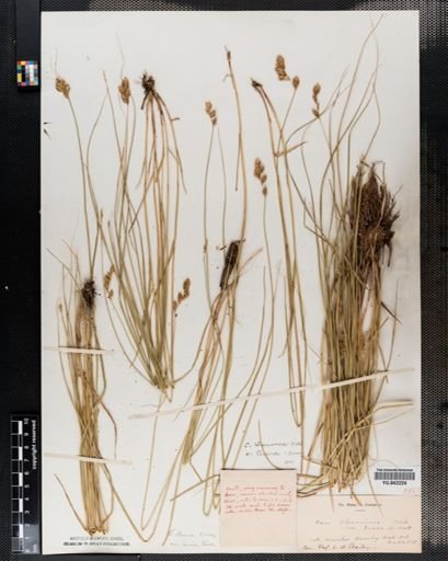 Carex tenera