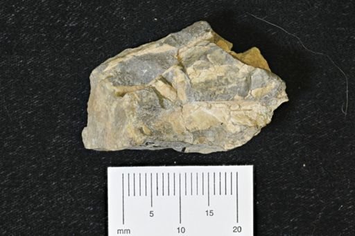 Baculites sp.