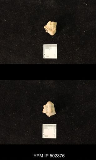 Pharkidonotus sp.