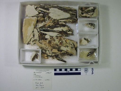 Cimolichthys