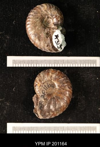 Hoploscaphites comprimus