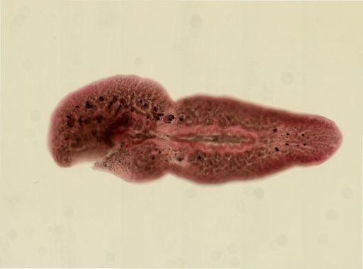 Euplana gracilis